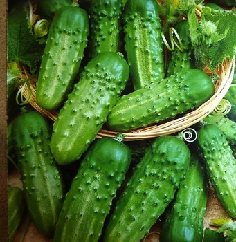 

Cucumber seeds abundant 5gr