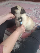 Deshedding Brush Multipurpose Hair Removal Comb for Dogs Cat Pet Fur Knot Cutter Metal/Plastic/Silicone