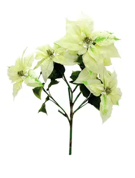 

EUROPALMS Poinsettia bush, cream, 60cm