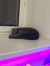 ACTIVATED-CARBON-FILTER DISH-FILTER Pet-Bowl Water-Dispenser Drinking-Fountain Cat Petkit