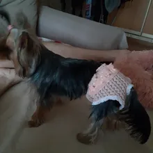 Dog Panties Physiological Pet-Dogs Menstrual-Hygiene Female Puppy Estrus Small Jeans