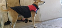 Ropa de invierno para perros, chaleco con cremallera cálido, acolchado e impermeable para mascotas, Carlino y Chihuahua pequeños y medianos