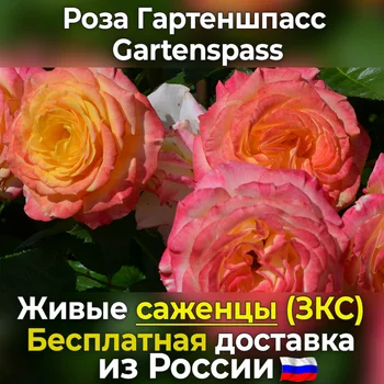 

Coracious rose seedlings гартеншпасс/gartenspass-free shipping from Russia, not seeds, live flowers in a pot for a garden