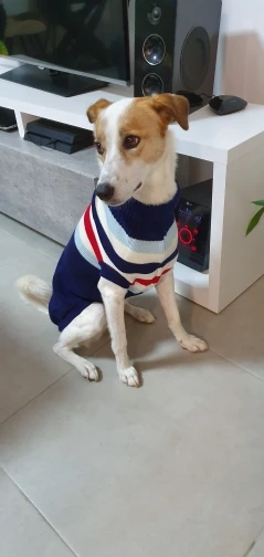 köpek kazağı
