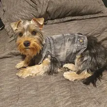 Ropa de diseño para perro, moda 2020, ropa de vaquero para perros y gatos pequeños, chaqueta vaquera para Chihuahua, Bulldog Francés, mascotas