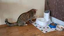 1.8L Cat Water Fountain Quiet Automatic Pet Water Dispenser For Cats Dogs Birds Electric
