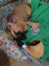 Dog Squeak Puppy-Toys Pets-Supplies Plush-Pipe Bulldog Chew Small-Dogs French for Yorkie