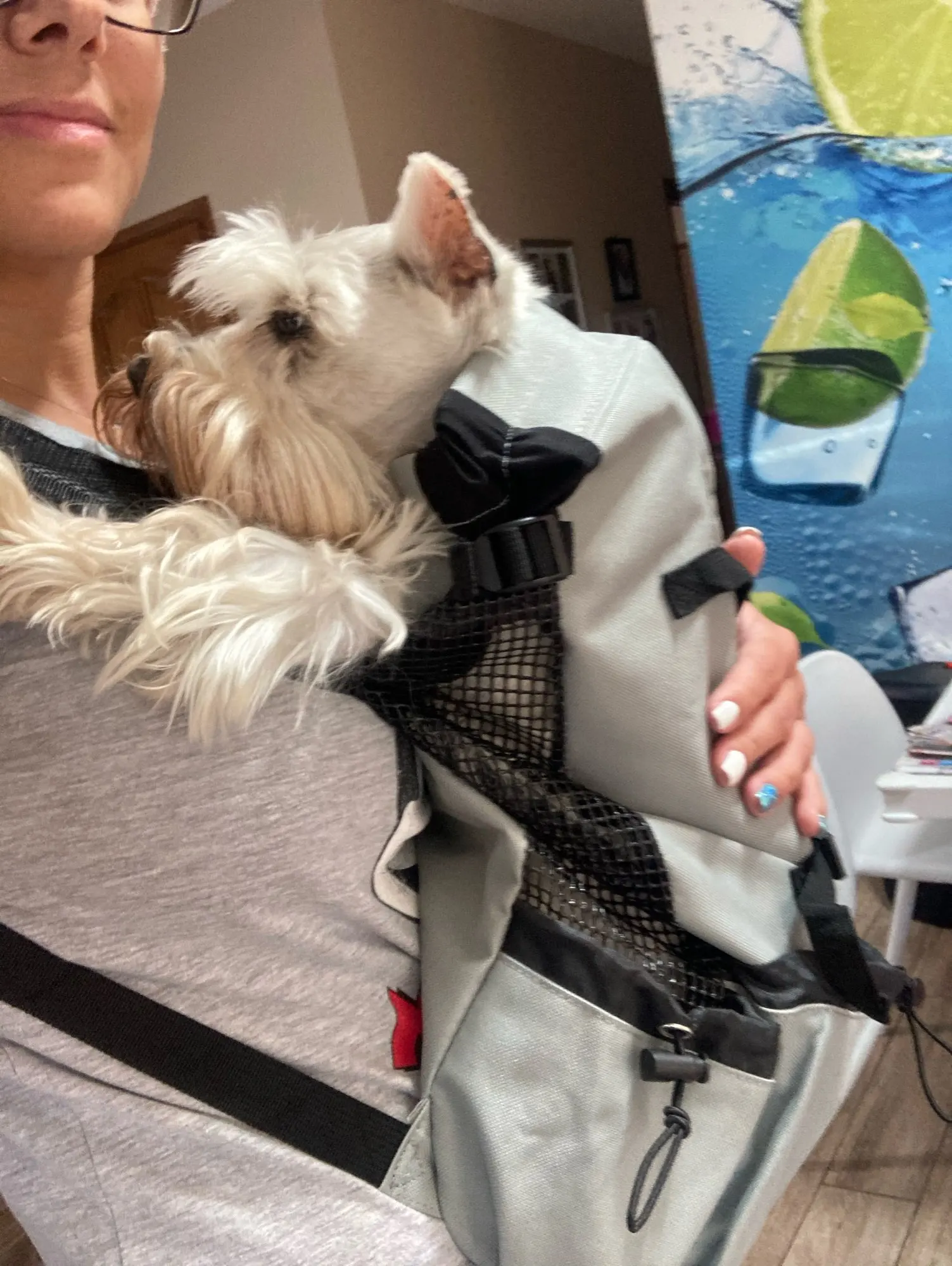 DogMEGA Dog Carrier Backpack 60 lbs | Large Dog Carrier Backpack | Dog Carrier for Hiking photo review