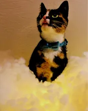 Collar de gato de terciopelo con lazo liso para cachorro, Chihuahua, con campana, hebilla de seguridad ajustable, pajarita para gatos, accesorios para mascotas