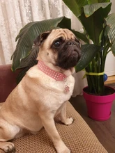 Collar de estrás para perro 3 filas de cuero de gamuza de Diamante gato cachorro 5 colores para pequeño mediano perros Chihuahua Yorkshire