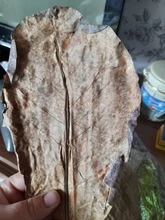 Betta Fish Shrimp Aquarium Almond-Leaves Natural Indian 10pcs Habitat Terminalia Kill-Bacteria