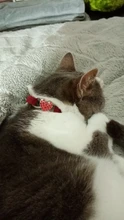 Cat-Collar Bell Pet-Product Velvet-Material Elastic Charm Safety Adjustable Soft Heart