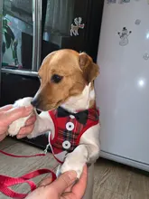 Elegante pajarita arnés tipo chaleco para perro con correa ajustable, Gato conjunto de Correa y arnés lindo arco nudo esmoquin para gatos gatito cachorro