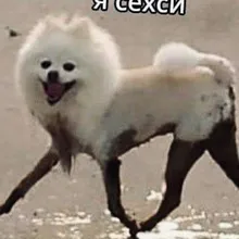 a***n