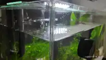 Cepillo de limpieza magnético para acuario, rasqueta limpiadora de algas para vidrio, depurador, cepillo de limpieza Aquarist