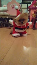 Christmas Pet Dog Cat Costumes Funny Santa Claus Costume For Dogs Cats Winter Warm Dog