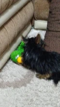 Encantador suministro de mascotas lindo Papa pato perro de peluche de juguete con cuerda de juguetes para perro nuevo