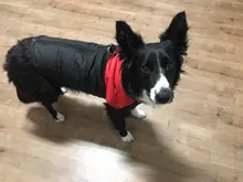 8 Size S-5XL Winter Dog Clothes For Pet Waterproof Warm Large Dog Vest Cat Puppy Dog