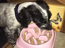 Triangle Dog Slow Eating Training Bowl for Puppy Kitten Plastic Food Feeding Bowl Pet