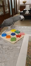 Toy-Accessories Birds Parrot Wooden-Block Educational-Toys Interactive-Training Pet DIY
