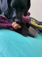 Puppy-Toys Chew-Game Dental-Care Dogs Dog-Bone Benepaw Small Natural Large Medium Pet