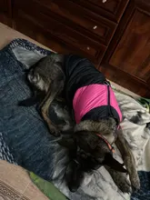 Chaleco impermeable para perros grandes y pequeños, abrigo cálido de invierno para cachorros, ropa para mascotas, 4XL, 5XL, nuevo