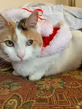 Pet Dog Cat Costume Christmas Antlers Hat Cloak Halloween Disguise Clothes For Cats Small