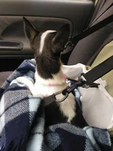 2 in 1 Pet Dog Carrier Car Seat Cover Folding Hammock Winter Warm Safe Carry House Washable