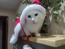 Pet Dog Cat Costume Christmas Antlers Hat Cloak Halloween Disguise Clothes For Cats Small