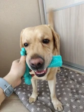 Dog-Toys Pet-Toothbrush Dog-Accessories Puppy-Chew-Toys Rubber Kong Bulldog French Perro