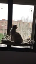 Cama que cuelga de la ventana para mascotas, 20kg, hamaca para gato y mascota, asiento tipo estante