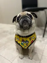 Dog-Harness Leash-Set Pets-Puppy No-Pull Dogs French-Bulldog Small Pug Breathable 