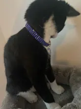 Collar con colgante de hueso para perro y gato, Collar ostentoso con diamantes de imitación para mascotas