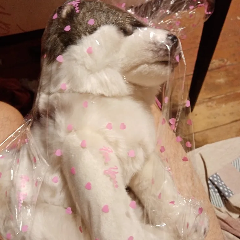 Dropshipping Cuddly Wolf Plush Toy Lifelike Soft Stuffed Animal Adorable Plushy Kids Doll Fluffy Birthday Gifts For Children Boy Stuffed Plush Animals Aliexpress