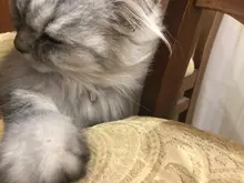 Bonitos juguetes de perro interactivo pelota para perro mascota gato de juguete con campana pequeña Arco Iris perros etiqueta de dirección collar accesorios #1227