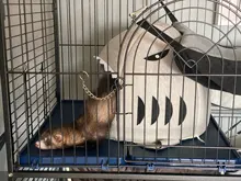 Bed Cage-House Hamster Hedgehog Rodents-Supply-Accessory Ferret Guinea-Pig Small Pet