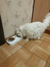 Cat-Bowls Raised-Stand Cats-Dogs-Feeders Pet-Food Pet-Supplies Non-Slip with 