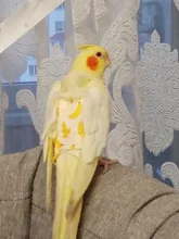 Pañales de loro con pajarita, bonitos y coloridos, fruta Floral, Cockatiel, palomas, mascota mediana grande pequeña, traje de vuelo, lavable