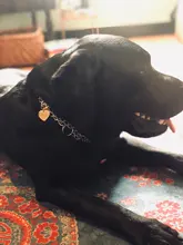 Personalized Engraved Cat Dog Pet ID Tag Dog Anti-lost Collar Charm Pet Name Collar Puppy