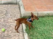 2019 nuevo gato perro baberos Bandana Collar bufanda ajustable bufanda pañoleta impermeable, de Saliva toalla pequeño mediano para perros