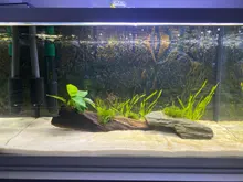 Cubierta protectora de filtro de esponja para acuario para espuma negra de estanque