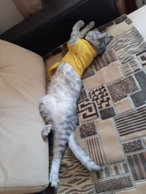 Ropa de perro de moda ropa de invierno para perros pequeños perros mediano chaqueta de abrigo Chihuahua ropa para mascotas para pequeño mediano perros Carlino