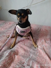 Vest Coat Harnesses Leash-Set Pet-Dog No-Pull Dogs Chihuahua Puppy Adjustable Small Medium
