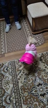 Autumn Winter Pet Clothes For Dogs Waterproof Hooded Dog Coat Jacket Warm Puppy Pet Clothing