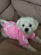 Adidog-ropa para perros pequeños, chaqueta con capucha deportiva de invierno, suéter de algodón suave abrigado puro, Chihuahua de peluche, ropa para cachorros