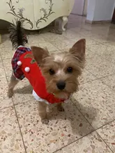 Costume Dog Shirt Dress Christmas Cat-Coat Couple for Small Cats Terrier Ropa Para Perro