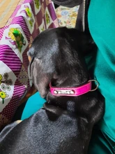 Dog-Collar Engraved-Name Airuidog Personalized Free XS