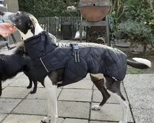 Jackets Dog-Coats Outdoor Winter Pet-Dog Dogs Large Medium for Warm Clothing Kurtka Ubranka