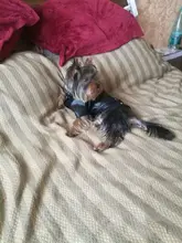 Pet Clothing Costumes Coat Kitten-Outfits Yorkshire Puppy Winter Warm Autumn for Chihuahua