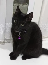 Seguridad Breakaway Cat Collar de perro correa de Nylon reflectante gatito cachorro mascota con campana de colores cachorro mascota Correa Accesorios